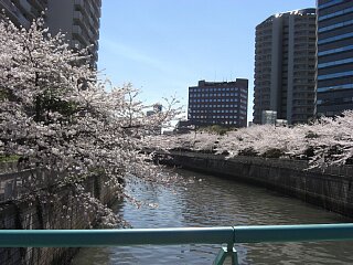今年も桜が咲きました