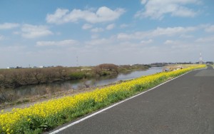 菜の花満開！