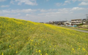 反対側の斜面も一面の菜の花。