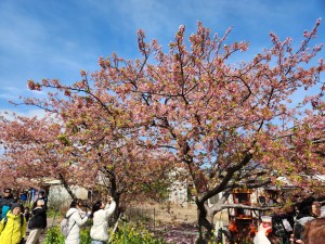 やはりかなり散ってますね