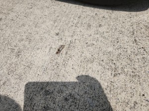 さて何でしょう？